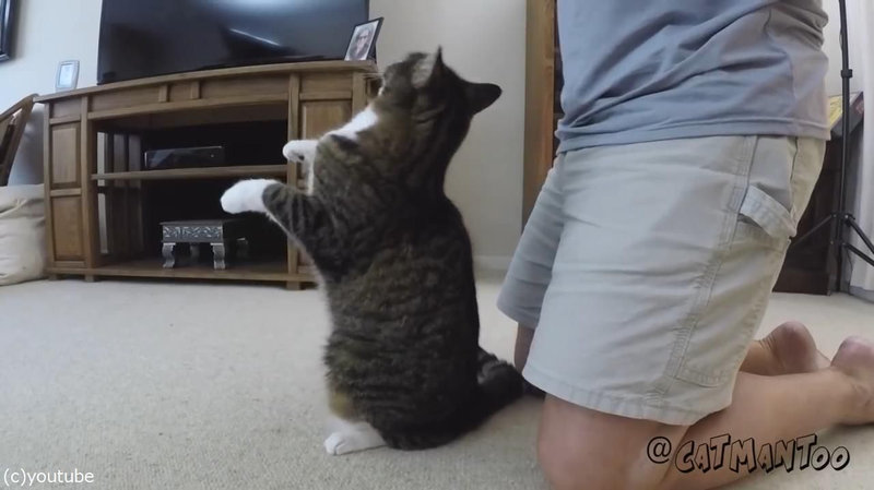 この猫 飼い主への信頼がすごい 背中から後ろに倒れる 動画 らばq この猫 飼い主への信頼がすごい 背中から後ろに倒れる 動画 らばq
