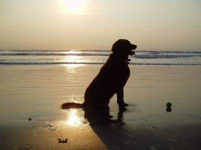 川に溺れた女性が……犬に「取って来い」くわえて救助TOP