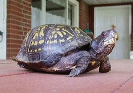 47年ぶりに亀と再会02