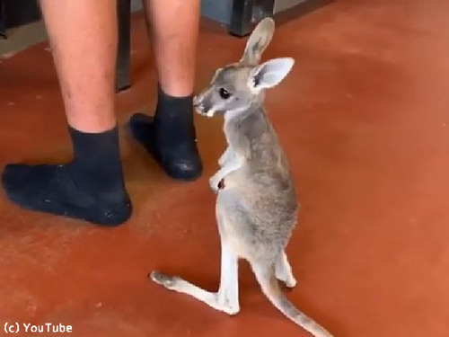 ī���Ϥ�򤪤ͤ��ꤹ���֤���󥫥󥬥롼00