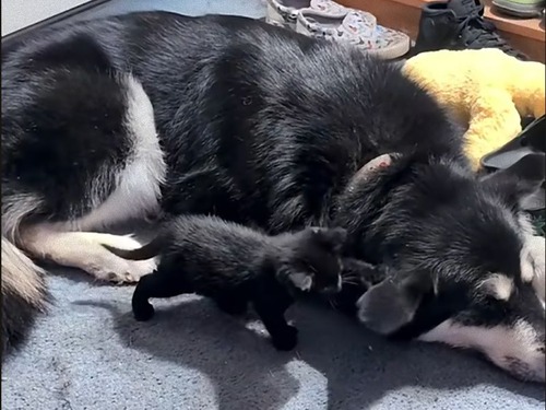 なんて優しい犬なの…子猫に耳をいじられてもジッと耐える（動画）