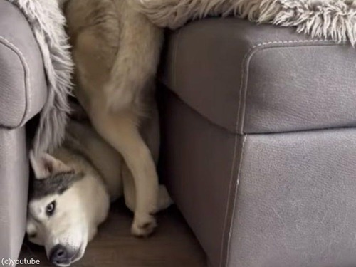 狭いすき間に収まりたがるハスキー犬