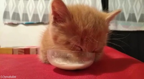 ミルクを飲んでた猫が…うっかりそのまま寝落ち01