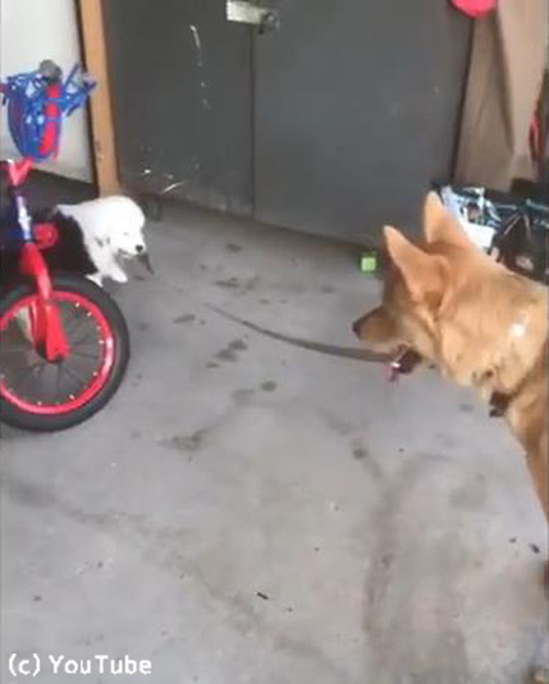 子犬の散歩に付き合う犬03