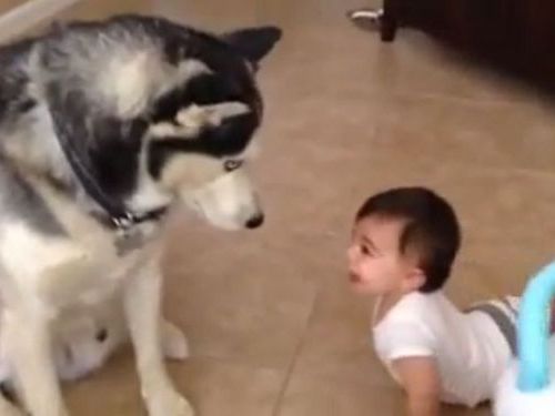 赤ちゃんとハスキー01