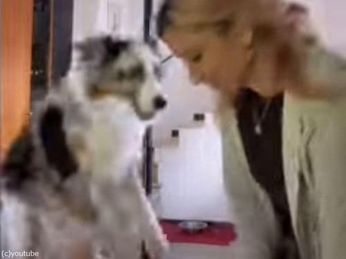 ごはんが待ち遠しくてジャンプする犬だけど…なんだか上品（動画）