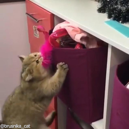 いたずら猫02