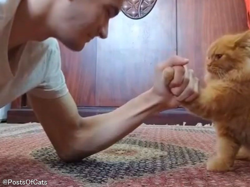 飼い主と腕相撲をする猫…カメラ目線で付き合ってくれる