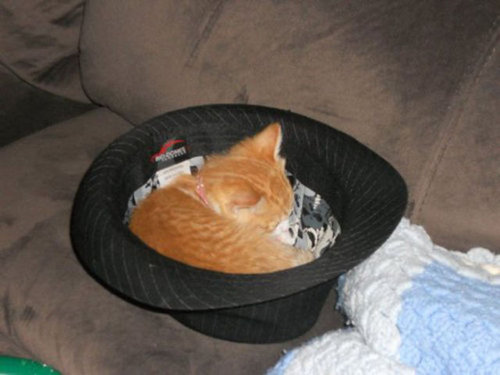 22Ȣ������ʪ�˼��ޤä�ưʪ����