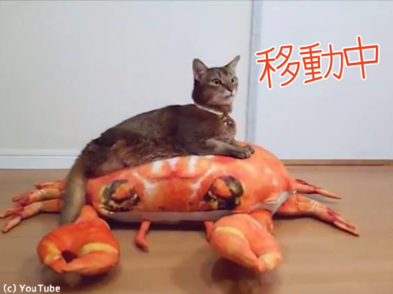 後ろ足のない猫のリルちゃん 斬新な移動方法を手に入れる 動画 らばq