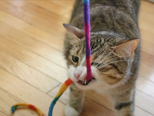 ペットのいたずら00