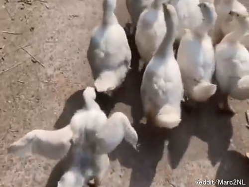鳥を見て「人間でもこういう子っているよね…」と思うとき