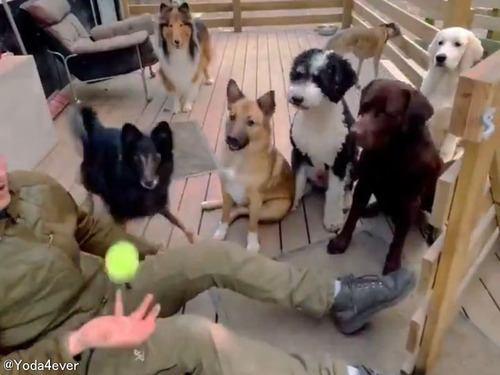 たくさんの犬の前でボールが消えるマジックをしたら…みんな引っかかる
