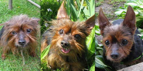 救助された犬や猫01