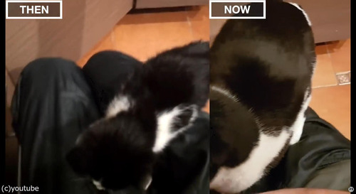 猫の3か月と3歳を比較02