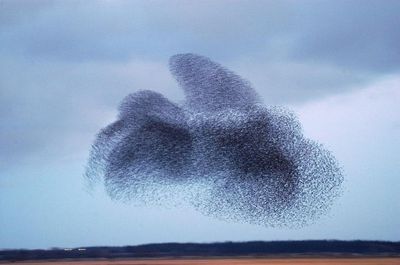 デンマークの空には巨大な「黒い太陽」が昇る08