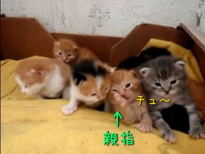 親指くわえた子猫