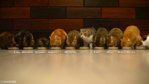 猫10匹が並んで食事02