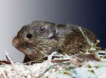 1.プレーリーハタネズミ(Prairie Vole)
