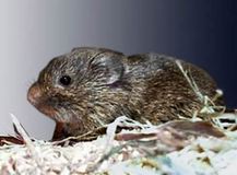 1.ץ졼꡼ϥͥߡPrairie Vole