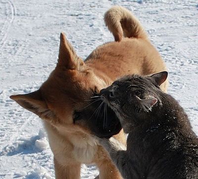 ロシアの犬と猫03