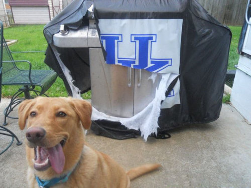 ペットのいたずら10