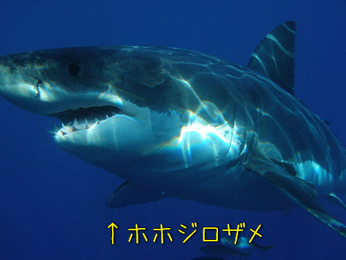 メガロドン02