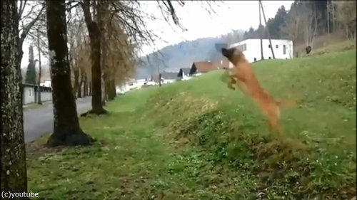 犬のダイナミックなひとり遊び01