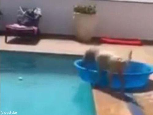 プールからボールを拾い上げる犬02