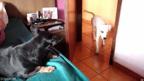 �㤤ʪ������֤����ɸ�������06