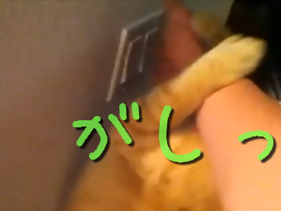 電気を消させない猫