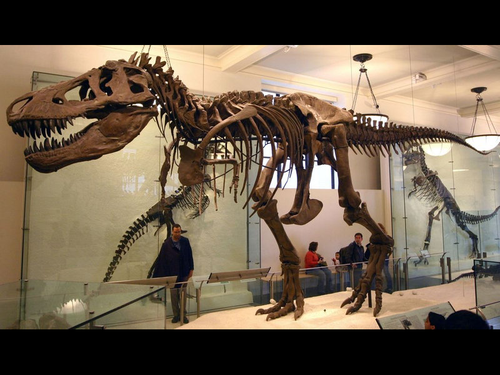 ティラノサウルスの腕の長さ00