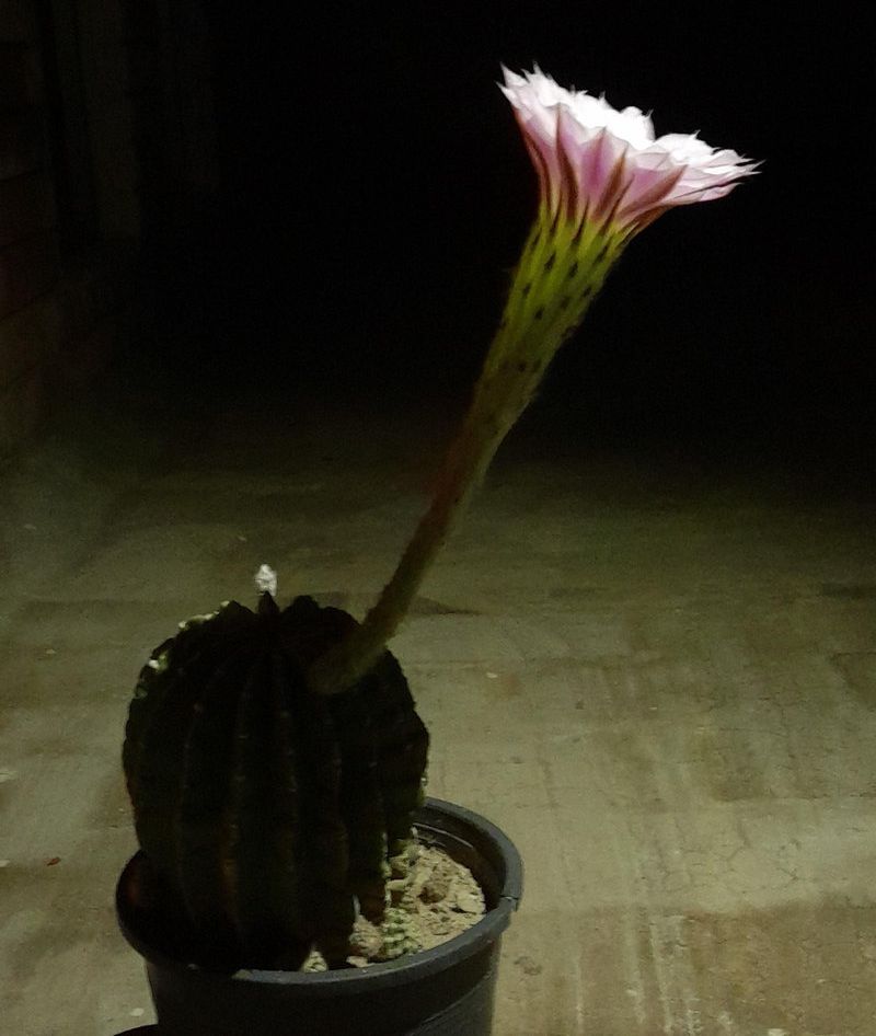 ドミノサボテンは丸くて小さい普通のサボテンだけど 花がとんでもなく大きい らばq ドミノサボテンは丸くて小さい普通のサボテンだけど 花がとんでもなく大きい らばq