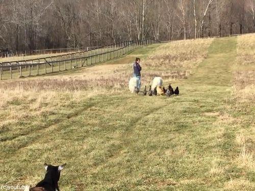 農場で動物と散歩05