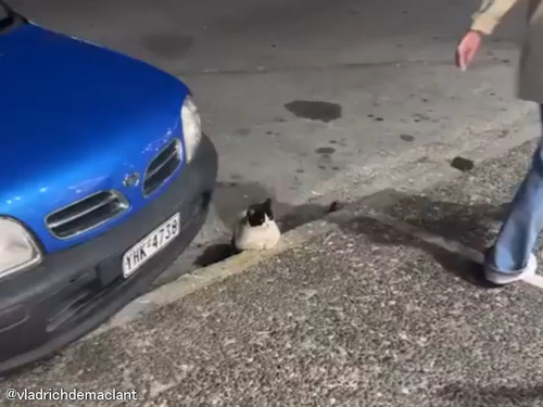 達観した猫