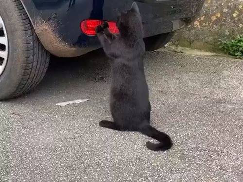 「猫が車を凝視してると思ったら、自分に見とれていた…」（動画）