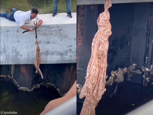 海に落ちたリスの救出