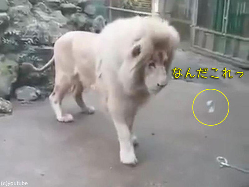 ����ܥ�̤򸫤��饤����Υꥢ�������00