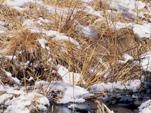 動物はどこ？17