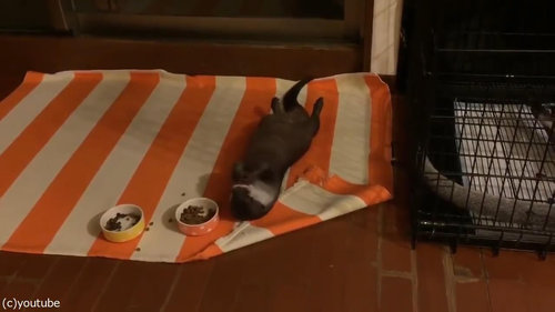 野生を失ったカワウソ02