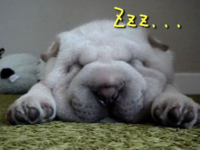 ぐっすり犬