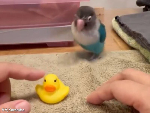 おもちゃのアヒルに嫉妬するインコ