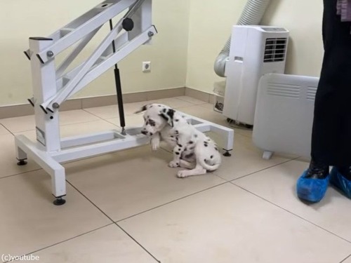 ダルメシアンの子犬が…獣医の前でクールに振る舞う（動画）