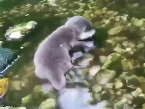 赤ちゃんカワウソと水03
