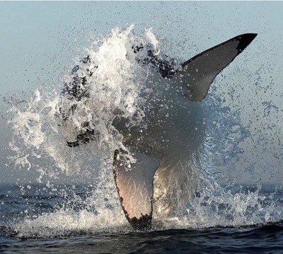 飛び跳ねるサメ01