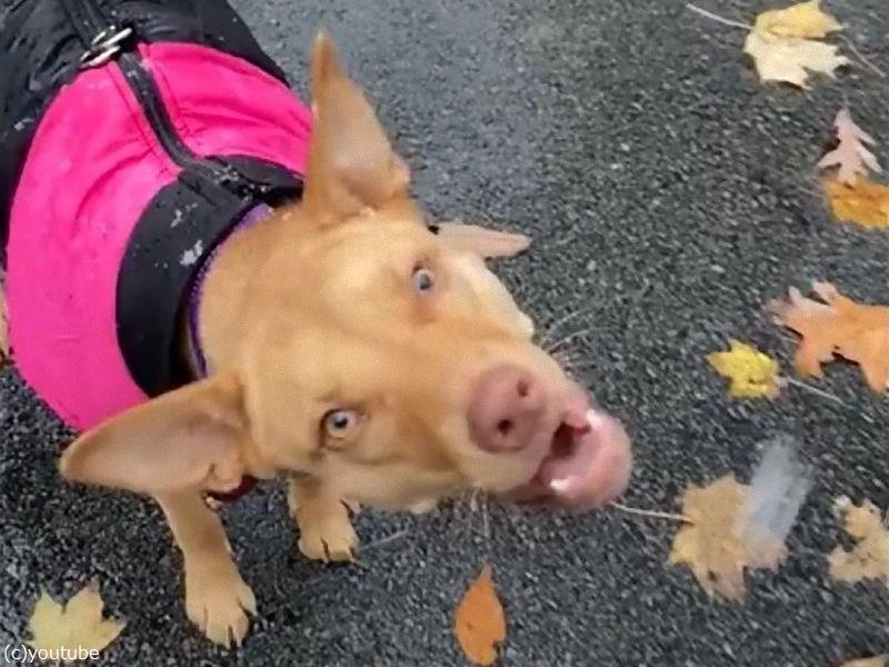 初めて雪が降ってくるのを見た犬 混乱する ナニコレ 動画 らばq 初めて雪が降ってくるのを見た犬 混乱する ナニコレ 動画 らばq