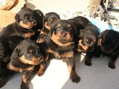 頭に子犬を9匹00