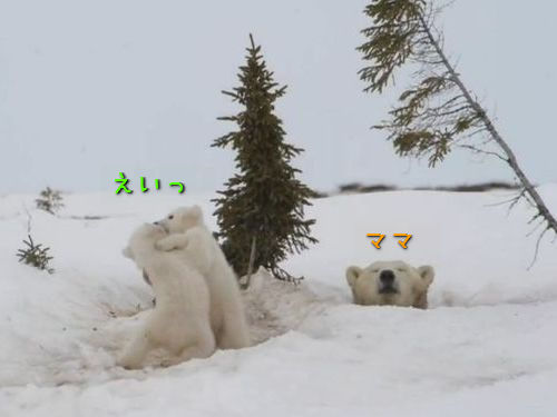 シロクマ2頭