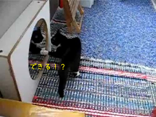 鏡と戦う猫