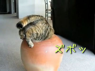 ツボにはまった猫